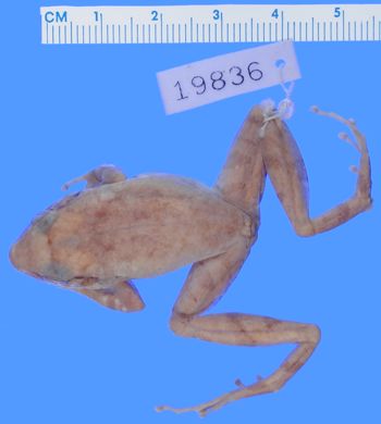 Media type: image; Herpetology A-19836